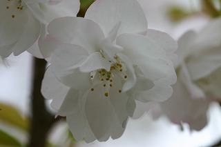 大龍桜 植藤造園